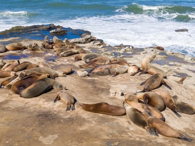 San Diego: The good life for a Lo Jolla sea lion