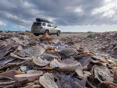 Kuyima Eco Tour Whale Watching Camp: Pile of shells on road to Kuyima Eco Tour camp