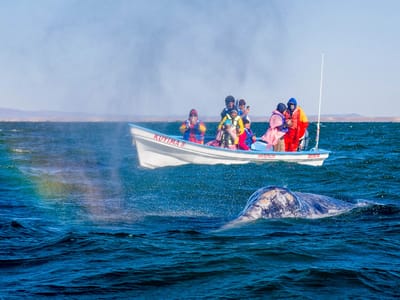 Kuyima Eco Tour Whale Watching Camp: Rainbow whale spout