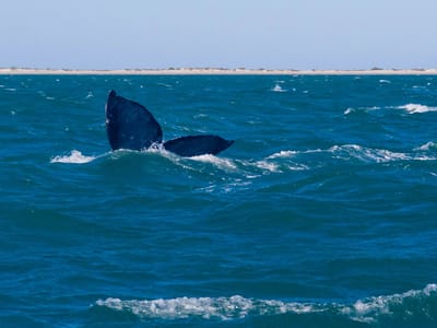 Kuyima Eco Tour Whale Watching Camp: Whale tail