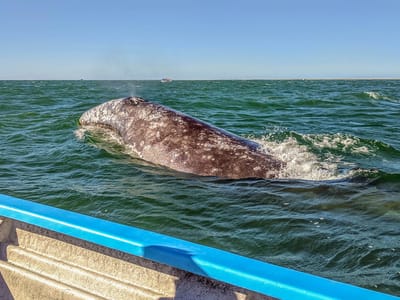 Kuyima Eco Tour Whale Watching Camp: Close encounter with a gray whale