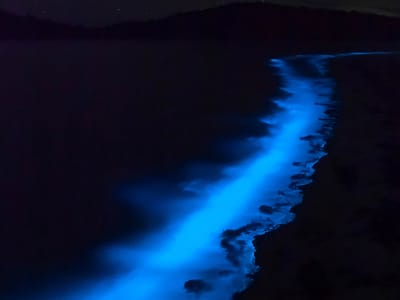 Playa El Requeson on the Bahia Concepcion: Bioluminescent plankton along El Playa Requeson