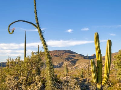 Back to Catavina: Cacti outside of Catavina
