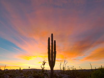 Back to Catavina: Predawn cactus