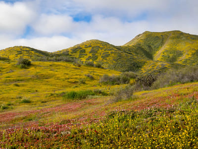 Valle de Guadalupe and La Ruta del Vino: Wildflower bloom along Mexico 1