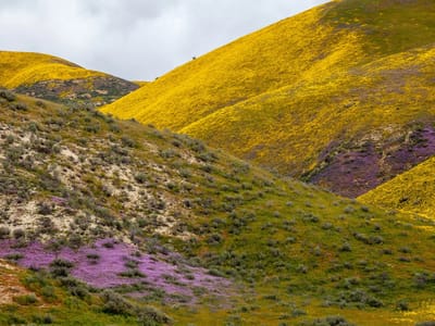 Carrizo Plains National Monument: The colored hills of Carrizo Plains