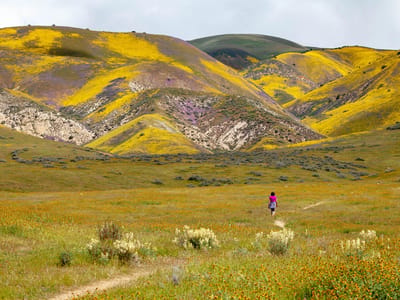 Carrizo Plains National Monument: Wallace Creek Interpretive Trail