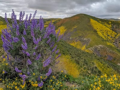 Carrizo Plains National Monument: Along Hurricane Ridge Road