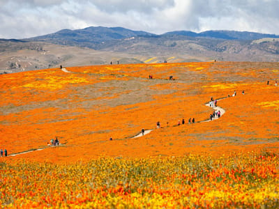 Antelope Valley Poppy Reserve: Antelope Valley Poppy Reserve