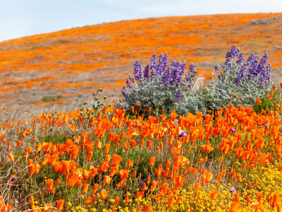 Antelope Valley Poppy Reserve: Antelope Valley Poppy Reserve