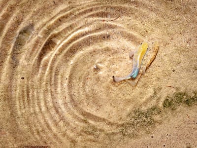 Death Valley National Park: Mating pupfish at Salt Creek