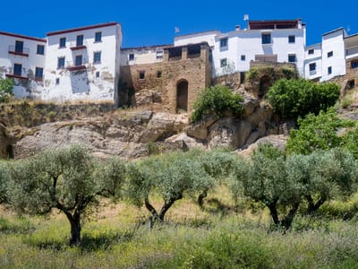 Ronda: Olive grove in the white village of Ronda