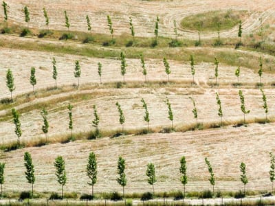 Ronda: Young olive grove in Ronda
