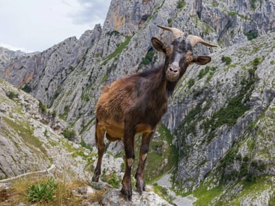 Parque Nacional de Los Picos de Europa: I'm not sure which one of us is more curious