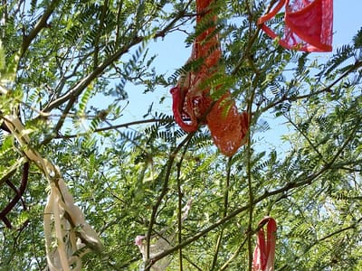 I17 to Phoenix: Thongs in the Trees