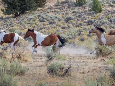 Steens Mountain Scenic Byway: Wild horses of Steens Mountain