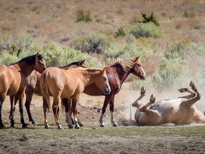 Steens Mountain Scenic Byway: Wild horse taking a dirt bath while his buds look on