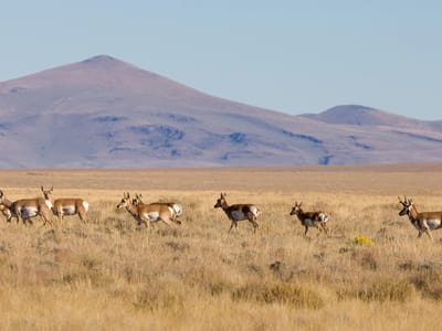Hart Mountain Wildlife Refuge: Pronghorn Antelope of Hart Mountain Wildlife Refuge