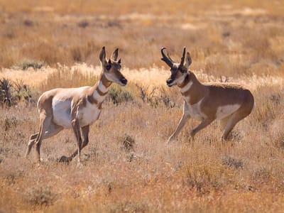 Hart Mountain Wildlife Refuge: Pronghorn Antelope of Hart Mountain Wildlife Refuge