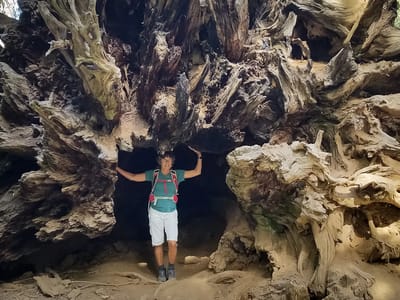 Yosemite Valley: Tuolumne Grove
