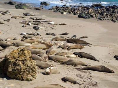 Cambria: Elephant Seal Rookery