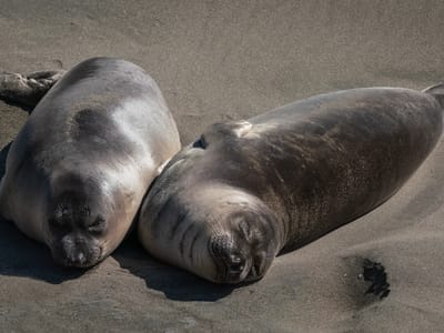 Cambria: Pups at the Elephant Seal Rookery