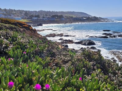 Cambria: Fiscalini Ranch Preserve Bluff Trail