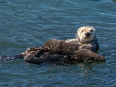 Pismo Beach: My favorite Morro Bay Otter