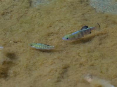 Death Valley National Park: Saratoga Springs pupfish