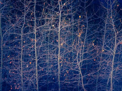 Yosemite Valley: Nature's ornaments in the trees