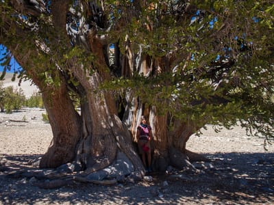 Ancient Bristlecone Pine Forest: Lolo and the Patriarch Tree