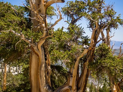 Ancient Bristlecone Pine Forest: Lolo wanting a different perspective of a bristlecone