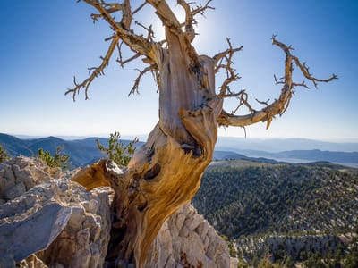 Ancient Bristlecone Pine Forest: Along the Methuselah Trail in the Schulman Grove