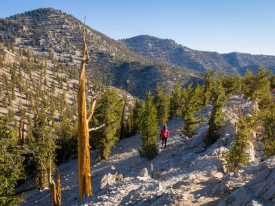 Ancient Bristlecone Pine Forest: Lolo sets out on the Methuselah Trail