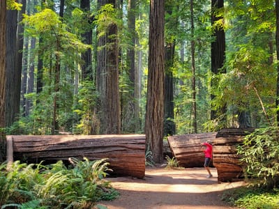 Humboldt Redwoods State Park: Lolo stalking the fallen Dyerville Giant