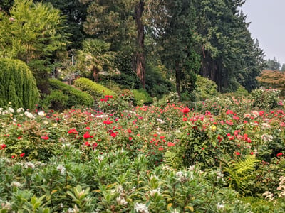 Portland: International Rose Garden