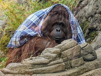 Portland: Portland Zoo
