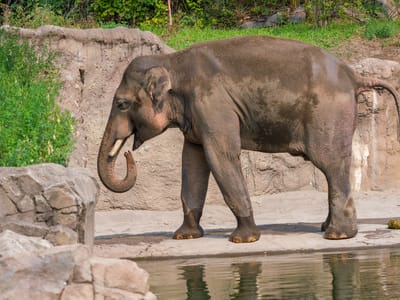 Portland: Portland Zoo