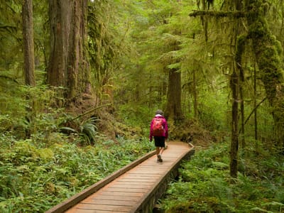 Olympic National Park: Quinault Rainforest