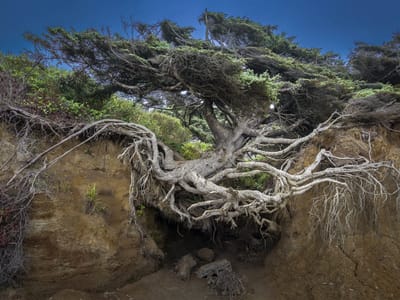 Olympic National Park: Tree of Life