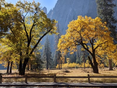 Yosemite Valley: Fall foliage in El Cap Meadow