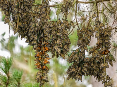 Carmel and Side Trips: Cluster of monarch butterflies on eucalyptus branch