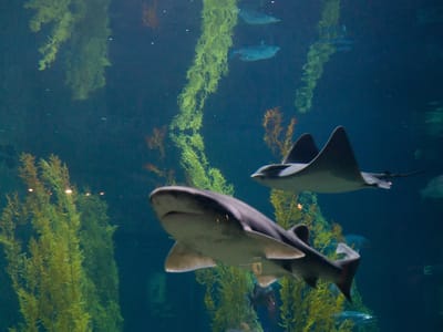 Carmel and Side Trips: Kelp Forest residents