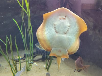 Carmel and Side Trips: Friendly flounder