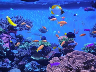 Carmel and Side Trips: Wish I had this fish tank