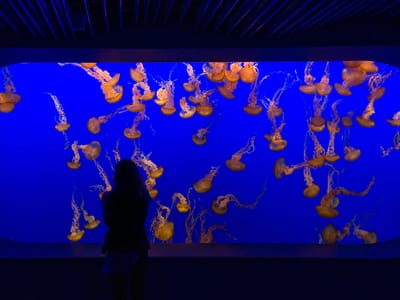 Carmel and Side Trips: Jellyfish Tank - orange sea nettles
