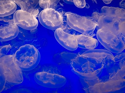 Carmel and Side Trips: Moon Jellies