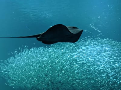 Carmel and Side Trips: Clever anchovies (or sardines) pretending they are one big fish