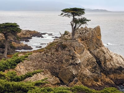 Carmel and Side Trips: Lone Cypress
