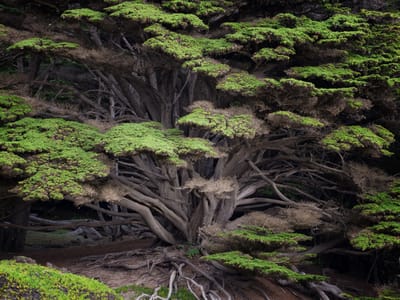Carmel and Side Trips: Cypress tree on the path to Pfeiffer Beach